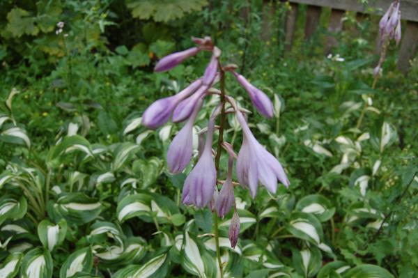 Hosta undulata 'Univittata' | Schneefeder-Funkie